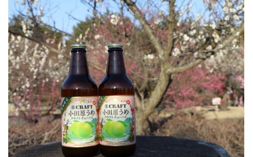 小田原うめクラフトチューハイ　36本セット| チューハイ 梅 お酒 ドリンク 飲み物 飲み比べ ギフト プレゼント 神奈川県 小田原市