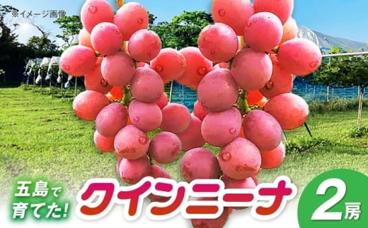 クイーンニーナ 2房 五島市/HPIファーム [PCP018] 五島列島 果物 くだもの フルーツ ふるーつ ぶどう 葡萄 長崎県