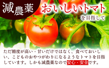 山中トマト農園がお届けする！五霞町の特選 高糖度トマト お試し 1箱（約1kg）／ 完熟 甘い 減農薬 こだわり リコピン エクセレントトマト 中玉トマト 野菜 とまと 茨城県 五霞町