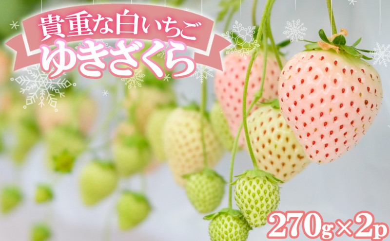 いちご 希少！白いちご 2パック 化粧箱入「ゆきざくら」 ほ