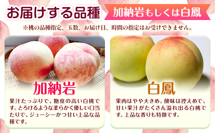 【2026年先行予約】桃 もも 岡山白桃 5～7玉 約1.5kg 加納岩もしくは白鳳 岡山県産 環山堂株式会社《2026年7月上旬-7月中旬頃出荷》【配送不可地域あり】（北海道・沖縄・離島）---12