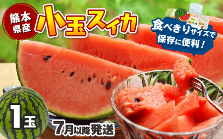 【7月以降発送 】 スイカ 王国 熊本 ！ 小玉 すいか 1玉 熊本県産 果物  西瓜 フルーツ | フルーツ 果物 くだもの すいか スイカ 熊本県 玉名市