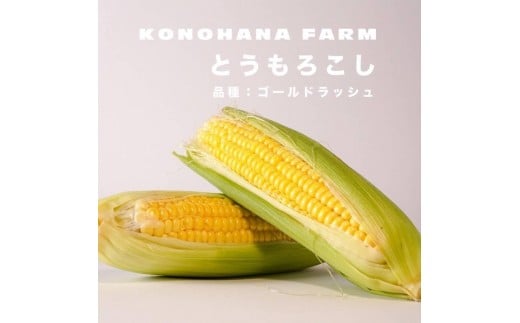 
            とうもろこし 富士河口湖町産とうもろこし《ゴールドラッシュ》L～2Lサイズ 10本セット
          