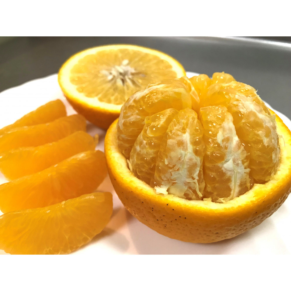 ちょっと 傷あり 木成完熟 紅はっさく 3L × 6玉 または 2L × 7玉 サイズ 化粧箱【2026年4月上旬～発送】 BS783_イメージ3