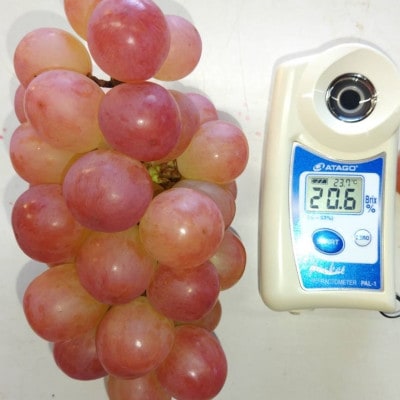 【2026年先行受付】2026年10月下旬発送「牧丘天空の丘ヌーベルローズ」 約1kg(2～3房)【配送不可地域：離島・北海道・沖縄県・中国・四国・九州】