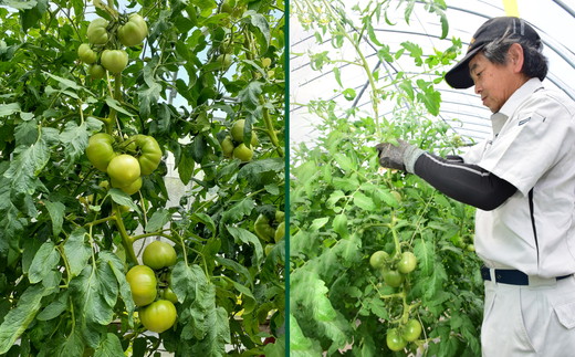 久万高原トマト 4kg 朝露に輝く 清流育ち【桃太郎トマト】久万高原町｜特別栽培 エコえひめの認証 トマト とまと トマト産地 産地直送 ソース ジュース 自然栽培 野菜 安心 安全 旬 贅沢 酸味 