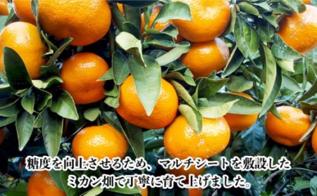 【数量限定】高糖度系 温州みかん(青島) 約10kg【長崎ぶんたんの会】 [OAF006] / みかん みかん みかん みかん みかん みかん みかん