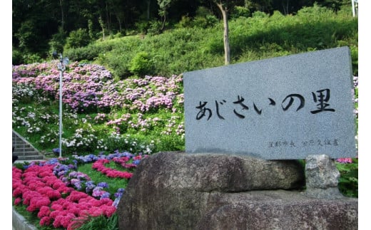 【G0486】【期間限定】蒲郡においでん。形原温泉あじさいの里入場券3枚と記念品（あじさい植木鉢5～6号サイズ）