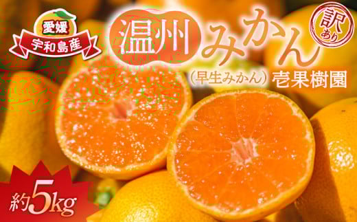 訳あり 早生 温州 みかん 5kg 壱果樹園 わけあり mikan 早生温州 温州みかん 早生みかん 果物 くだもの 愛媛みかん 愛媛ミカン 愛媛蜜柑 愛媛県産 訳アリ 訳あり品 訳有り フルーツ 柑橘 蜜柑 産地直送 数量限定 国産 愛媛 宇和島 B010-141003