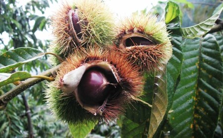 【ふるさと納税】＜まるっこ栗 秀品 夢甘栗 （約1kg）＞生栗 くり 和栗 国産 クリ【冷蔵】先行受付 おすすめ 旬 高知県 佐川町 仁淀川流域夢甘栗生産者組合 くり蔵 1つのイガに1粒のみ 希少　＜