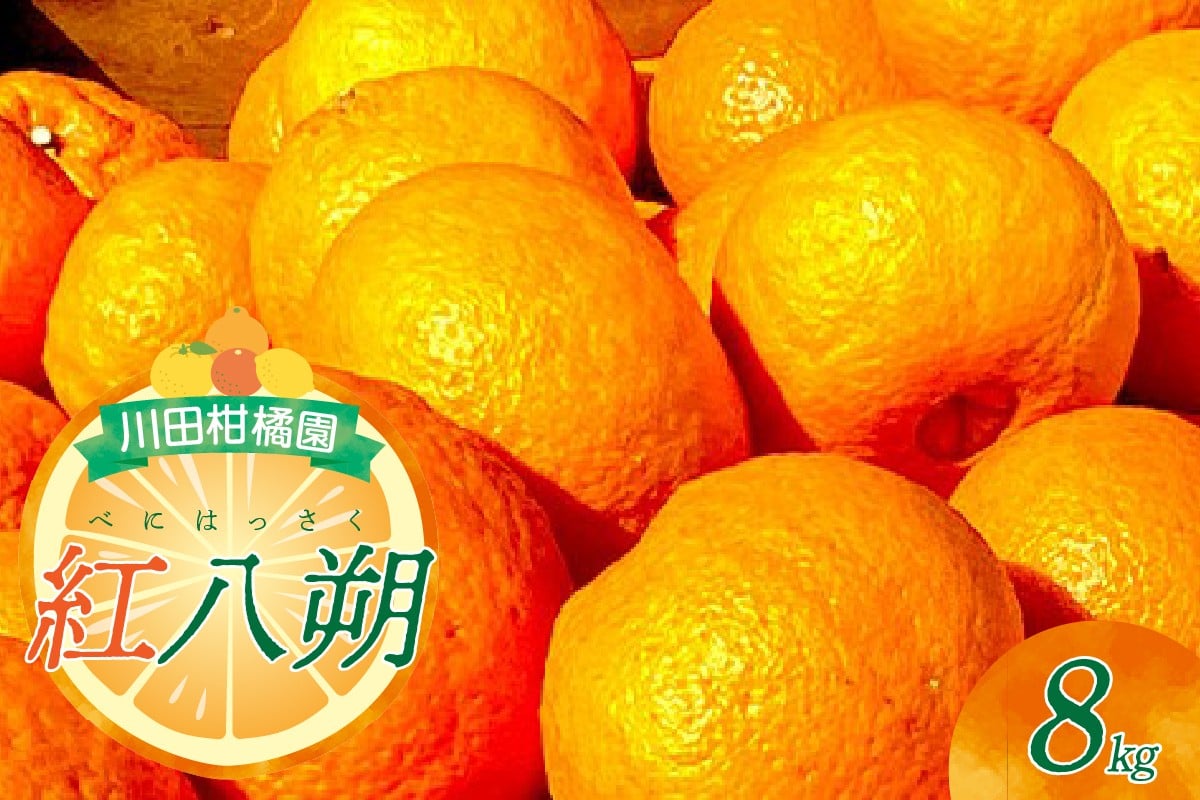 
            【2026年1月下旬～発送】川田柑橘園 呉市大長産 「紅八朔」８kg ku055-012-25
          