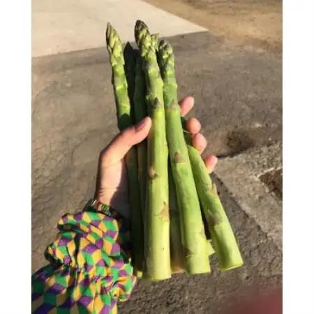 【先行予約】令和9年 山形県川西町産 雪国春アスパラガス (超極太)3L～4Lサイズ　250g【配送不可地域：離島・北海道・沖縄県・信越、北陸・近畿・中国・四国・九州】【1764693】