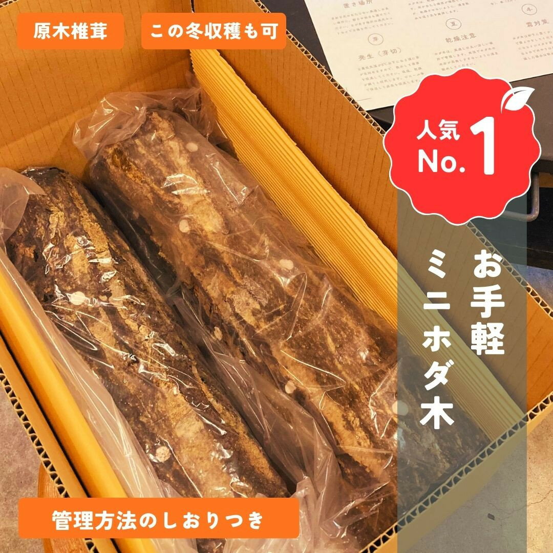 【ふるさと納税】石川県産原木椎茸ホダ木2本（家庭菜園にオススメのハーフサイズ約40cm！） | 植物 プラント 人気 おすすめ 送料無料