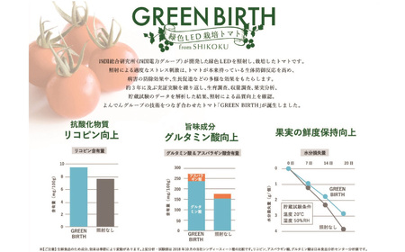 トマト ミディトマト 1.5kg (250g×6) グリーンバース 2024年 11月～ 発送予定 野菜 やさい 果物 スイーツ ジュース トマトジュース パスタ スパゲッティ ソース サラダ ドレッ