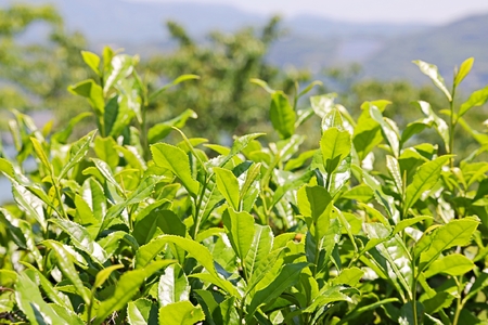 はるほのか緑茶小町 50g×1袋 緑茶 粉末 小野産 山口茶 BR05-FN ｜ 山口県 宇部市 うべ 宇部  お茶 緑茶 茶 山口 茶 はるほのか コンパクト 