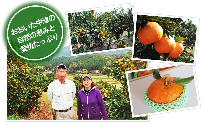 紅モンスター マコポン贈答用 12玉 | フルーツ 果物 くだもの 果実 柑橘 柑橘類 まこぽん マコポン オレンジ ゼリーオレンジ 不知火 国産 中津市産 産地直送 大分県 中津市