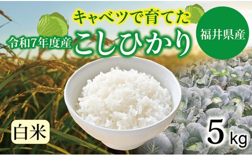 【令和７年度】 福井県産  キャベコシヒカリ 5kg