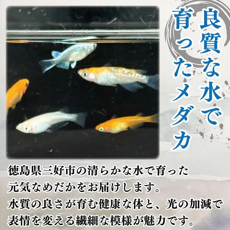 ミックス めだか 9匹 ＋ 死着補償 エサ付き【 めだか 】