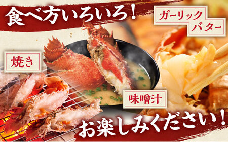ウチワエビ 半身 約500g(5-8切)【ひばり】[KAA062]/ 長崎 平戸 魚介類 海老 エビ ウチワエビ 季節限定 ご当地 グルメ
