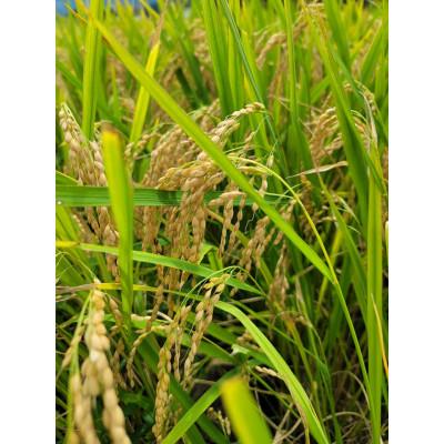 ふるさと納税 朝来市 自然が育んだ美味しいお米◆もろみ米◆コシヒカリ令和6年産　計10kg |  | 01