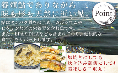【冷蔵】子持ち鮎 3kg 生鮎 先行受付【鮎 鮎 鮎 鮎 鮎】 kt-0006