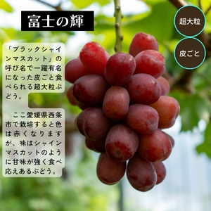 【先行予約】 輝らり果樹園の富士の輝（ふじのかがやき） 1房 約800g ｜愛媛・西条産の希少大粒ぶどう ｜ 2025年9月発送 ｜ 愛媛 西条産 秋ぶどう 朝採れ 農家直送