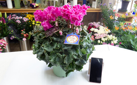 シクラメン 1鉢( 6寸鉢 )クリスマス 冬の花 鉢植え 6寸 1鉢 高品質 国内産 国産 花 生花 観賞 プレゼント 贈り物 ギフト 岩手県 北上市 舶来屋 E0312