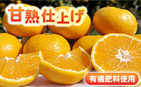 完熟 太良みかん 計3kg（2.6kg＋400g傷み保証分） / 佐賀県 / 山本農園 [41ATBT002]