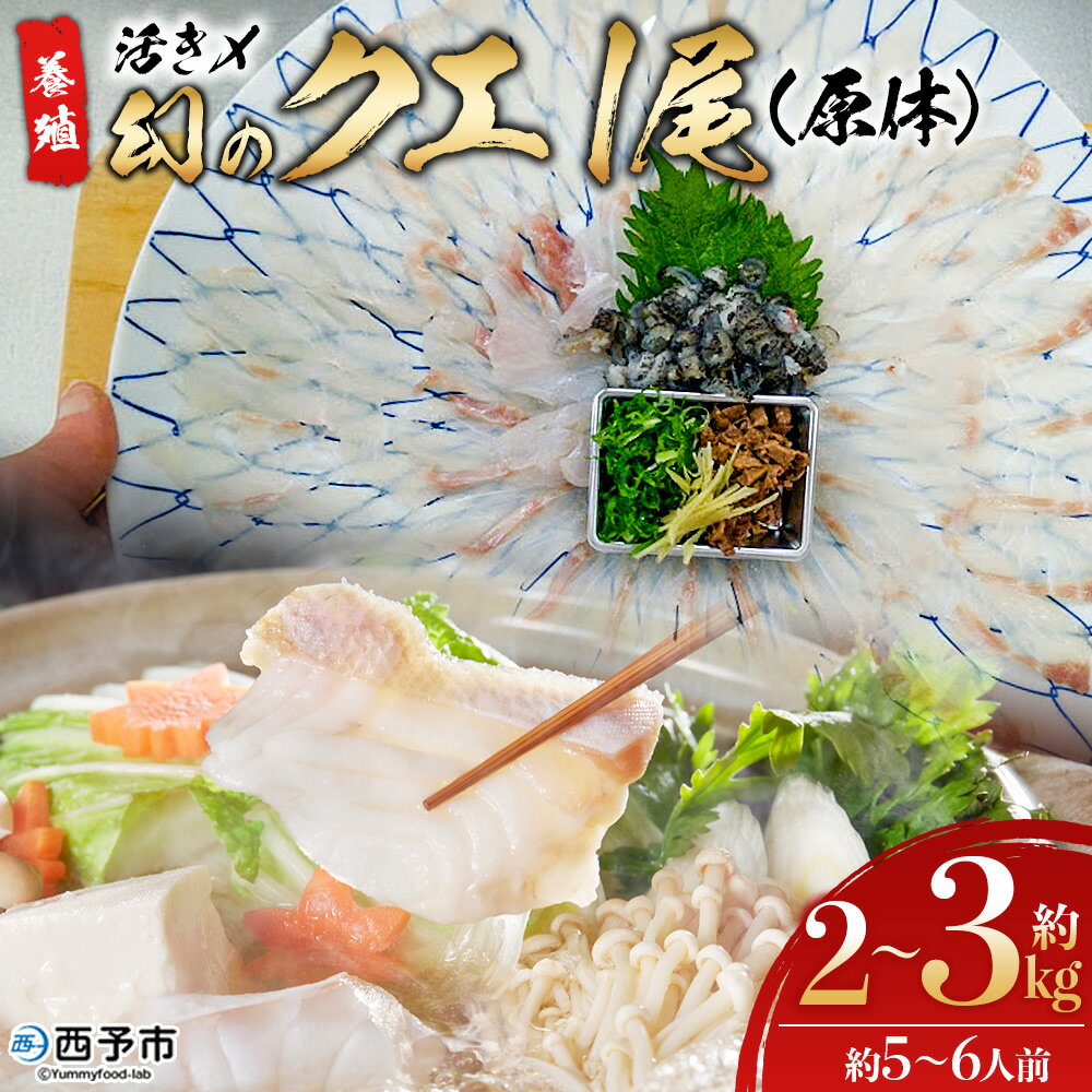 【ふるさと納税】＜活き〆 幻のクエ（養殖）1尾＞ 原体 真クエ くえ 約2kg～3kg 約5～6人前 宇和海産 鍋用 鮮度 刺身 鍋 お鍋 クエ鍋 海鮮鍋 たっぷり 食卓 海鮮 魚介 魚 高級 高級魚 国産 橋本鮮魚 愛媛県 西予市【冷蔵】『1か月以内に順次出荷予定』