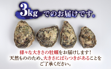 天然 岩ガキ 3kg  [WAD001] 岩がき 牡蠣 海鮮 魚介 牡蠣 かき カキ