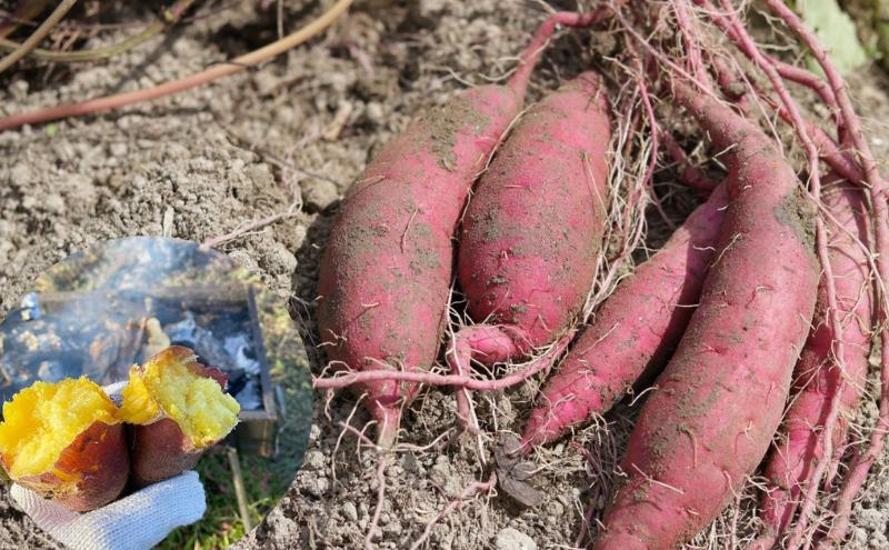 京都府産　干し芋(紅はるか) 150g×3袋　さつまいも サツマイモ 紅はるか ねっとり 自家栽培 宮津市 京都府　栽培期間中農薬・化学肥料・除草剤不使用