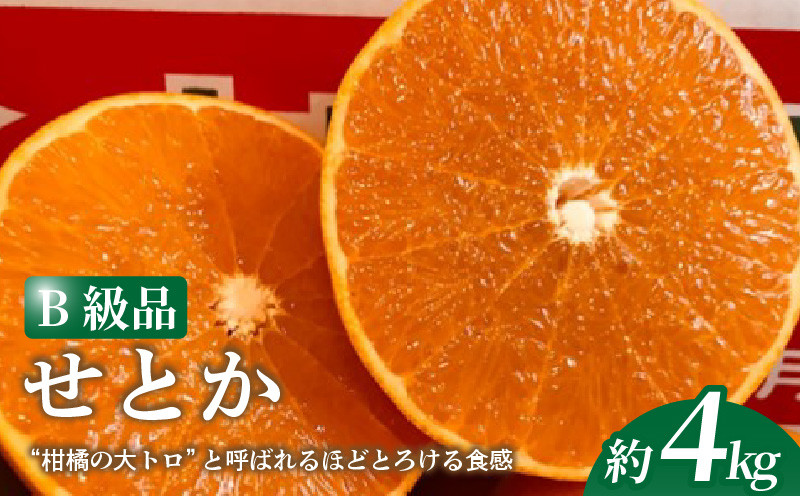 
            【2026年2月下旬より発送】 せとか 4kg 【B級品】| 柑橘 みかん せとか 果物 愛媛県 松山市 田村農園 
          