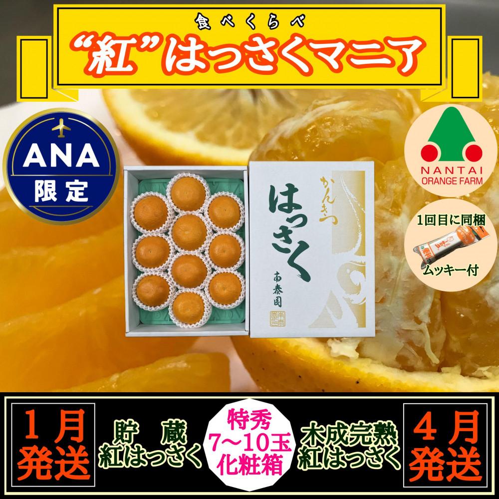 【ANA限定】1・4月発送 全2回 定期便 紅はっさく マニア 貯蔵 ＆ 木成完熟  特秀 7 ～ 10玉  和歌山 有田 南泰園