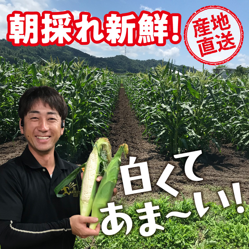 027-004 《先行受付》朝採りホワイトショコラ約5kg・A品L・11～15本程度 【2026年7月下旬頃～発送予定】【山形とうもろこし・大江町産・明石農園】