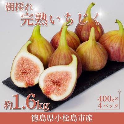ふるさと納税 小松島市 【2026年8月順次発送】朝採れ 完熟 いちじく 1.6kg(400g×4パック) 甘い フルーツ