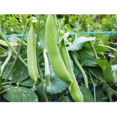 ふるさと納税 東みよし町 農家人が選んでお届けする「にし阿波の旬野菜詰合せ」　4〜5品