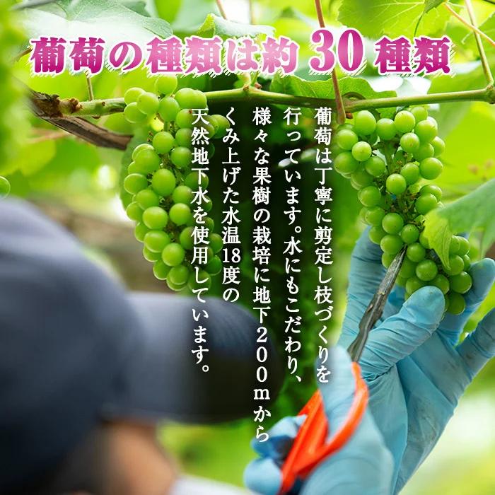 A-138 ＜先行予約受付中！2025年8月中旬～10月上旬の間に発送予定＞梨詰め合わせ(約2.5kg前後)【さくら農園】