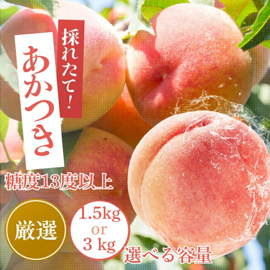 【ふるさと納税】【2026年先行予約】 桃 あかつき 糖度13度以上【選べる容量】約1.5kg 約3kg | 本州・四国発送 果物 くだもの フルーツ 桃 あかつき モモ もも 長野県 信州 南信州 飯田市