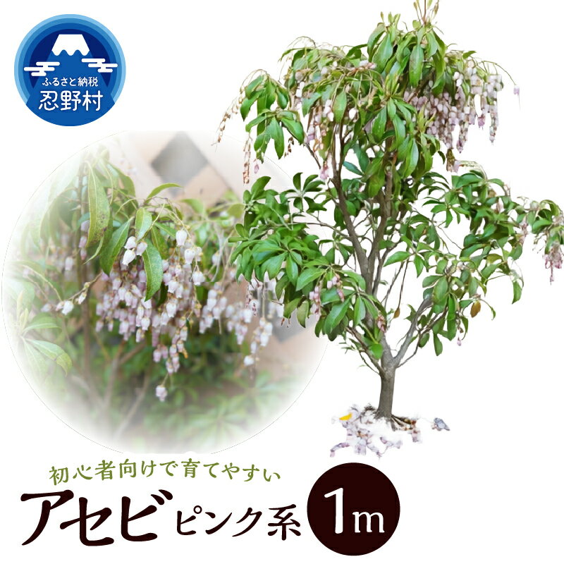 【ふるさと納税】 アセビ 植木 植物 樹木 常緑低花木 鹿対策 ピンク系の花色 ガーデニング 苗 庭木 庭園木 送料無料 山梨県 忍野村