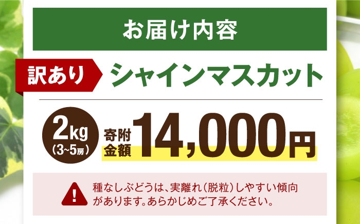 シャインマスカット ブドウ 葡萄 果物 フルーツ シャインマスカット 訳あり 家庭用 ぶどう 葡萄 フルーツ 家庭用 人気