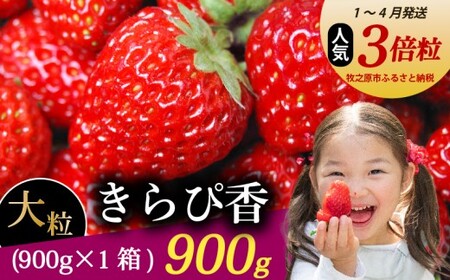 【1～4月発送】きらぴ香 大粒 900g  森木農園 牧之原市 静岡県