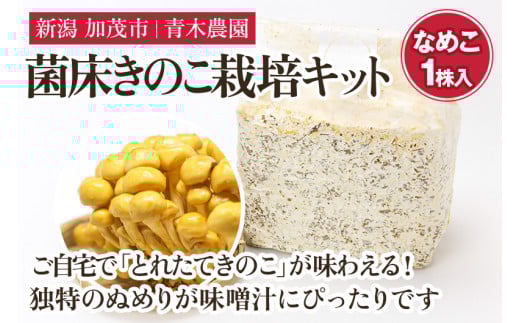 【2025年先行予約】菌床きのこ栽培キット なめこ 1株入り《10月上旬から順次発送》栽培キット 自家栽培 きのこ なめこ 栽培 初心者でも簡単 自宅 菌床 加茂市 青木農園