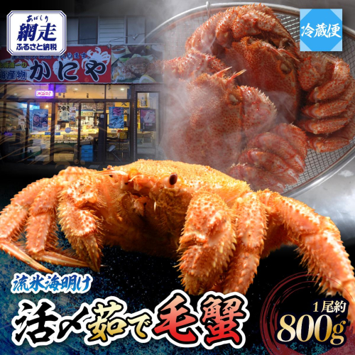 流氷海明け・活〆茹で特大毛蟹1尾約800g冷蔵便届け ABAO110