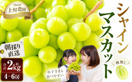 【先行予約】　上村農園 （ハウス） シャインマスカット 4房から6房 （約2kg） 【2026年7月中旬から8月上旬 出荷予定】