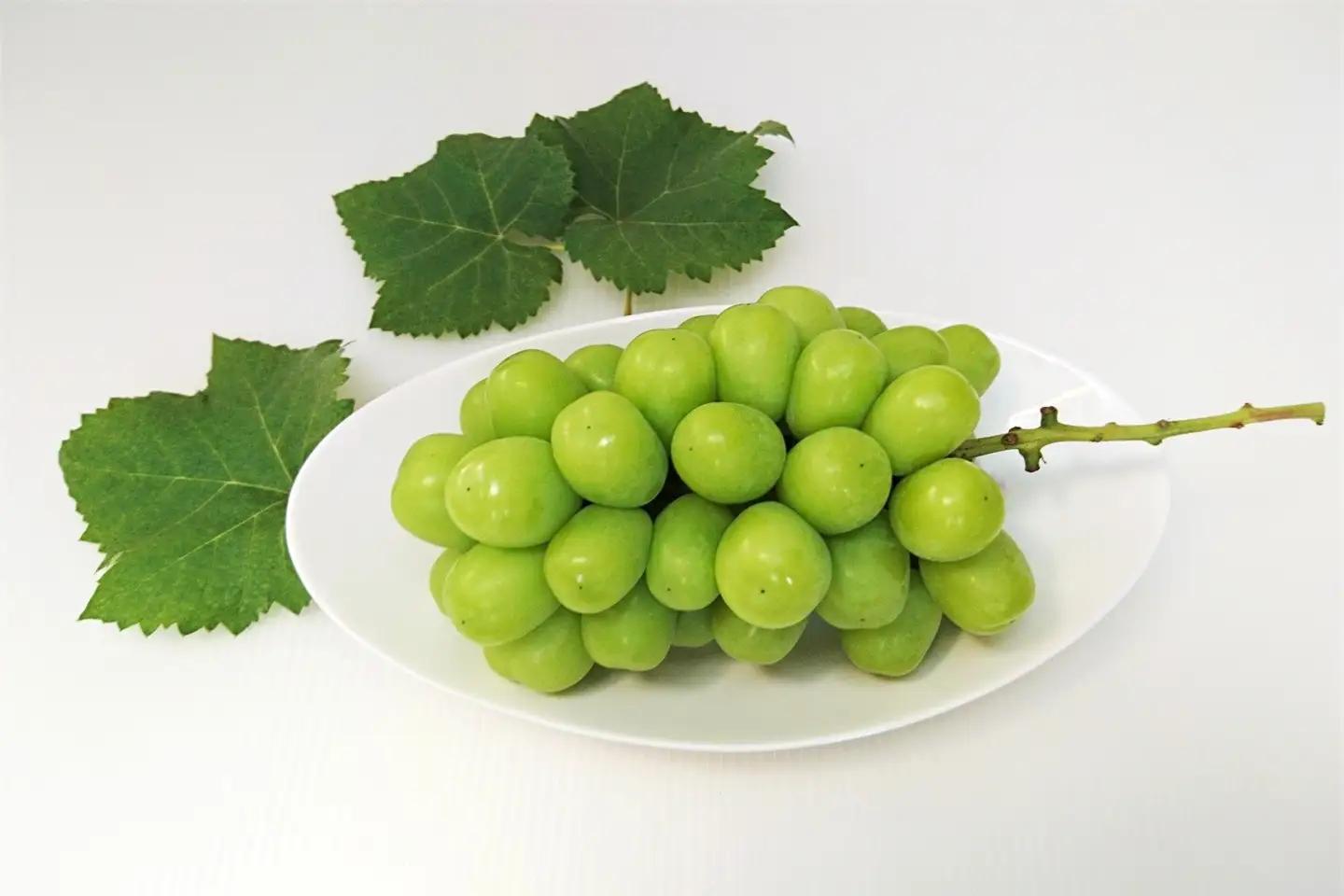 ぶどう（シャインマスカット）１.６ｋｇ　0009-2608