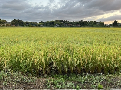 福島県新地町産 こしひかり 令和7年度産 精米 5kg