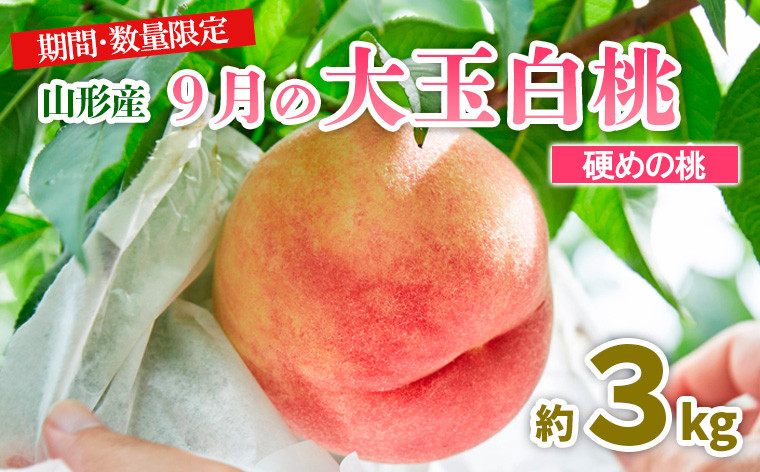 
            山形9月の大玉白桃 [硬めの桃] 秀品 約3kg 【令和7年産先行予約】FU23-583 くだもの 果物 フルーツ 山形 山形県 山形市 2025年産
          