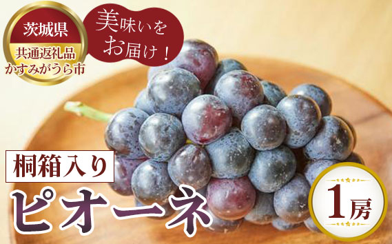 
                  【先行予約】ピオーネ　桐箱入り1房【茨城県共通返礼品 かすみがうら市】 ／ 旬 新鮮 葡萄 ブドウ 果物 フルーツ 茨城県 特産品 No.594
                