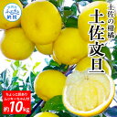 【ふるさと納税】先行予約 土佐の柑橘 土佐文旦 10kg 詰め合わせ ちょっと訳あり （皮むき機）付き 家庭用 文旦 ぶんたん ブンタン 柑橘 高知県 高知 返礼品 故郷納税 18000円 果物 くだもの フルーツ お取り寄せ 美味しい おいしい ご自宅用 規格外サイズ 傷 訳あり