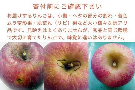 【訳あり】先行受付 サンふじ 約5kg 11～18玉［おぶせファーマーズ］  不揃い 規格外 家庭用 りんご 林檎 リンゴ 果物 フルーツ ふじ 長野 信州 数量限定 令和8年産 【2026年11月中